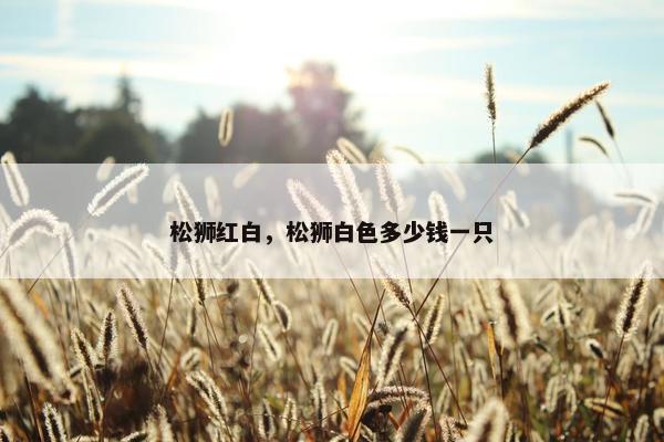 松狮红白，松狮白色多少钱一只