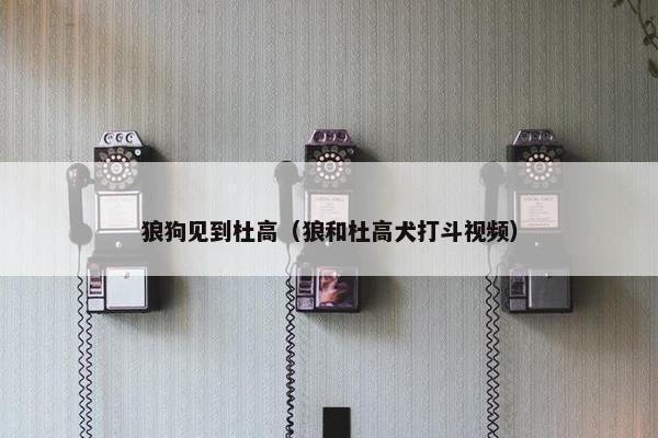 狼狗见到杜高（狼和杜高犬打斗视频）