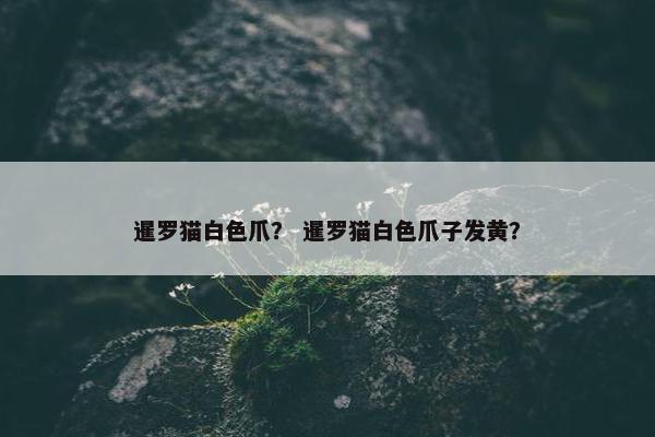 暹罗猫白色爪？ 暹罗猫白色爪子发黄？