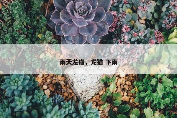 雨天龙猫，龙猫 下雨