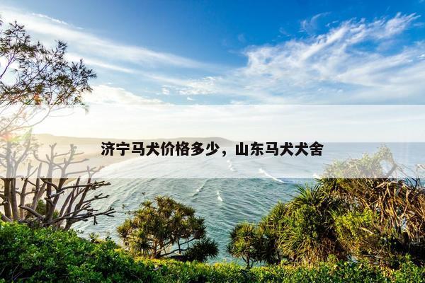 济宁马犬价格多少，山东马犬犬舍