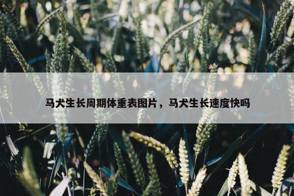 马犬生长周期体重表图片，马犬生长速度快吗