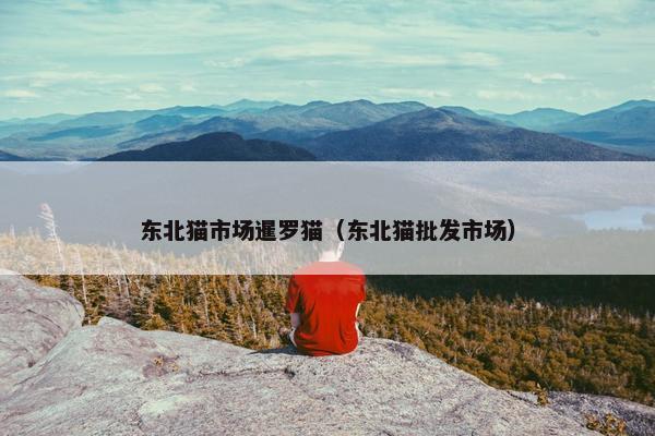 东北猫市场暹罗猫（东北猫批发市场）