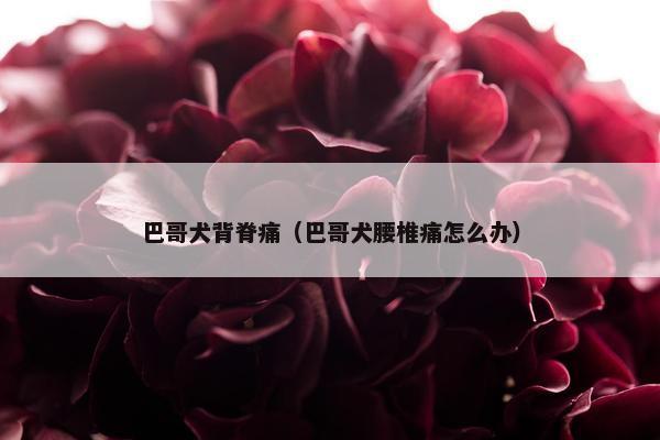 巴哥犬背脊痛（巴哥犬腰椎痛怎么办）