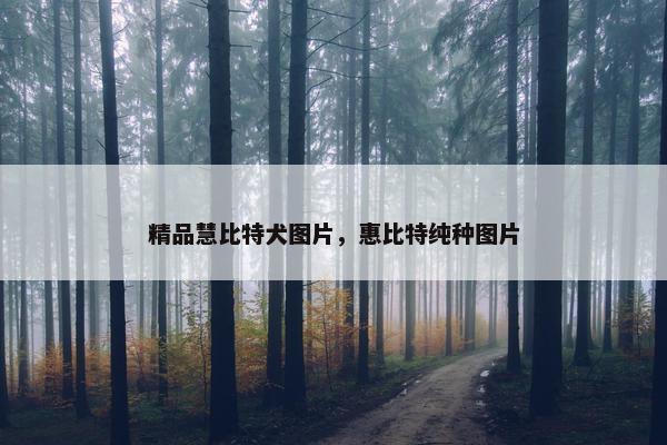 精品慧比特犬图片，惠比特纯种图片