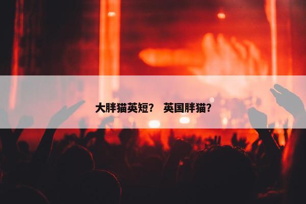 大胖猫英短？ 英国胖猫？