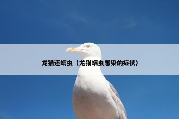 龙猫还螨虫（龙猫螨虫感染的症状）