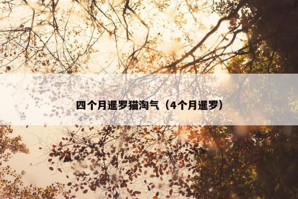 四个月暹罗猫淘气（4个月暹罗）