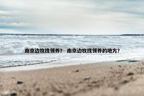 南京边牧找领养？ 南京边牧找领养的地方？