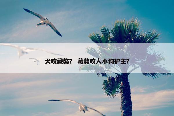 犬咬藏獒？ 藏獒咬人小狗护主？