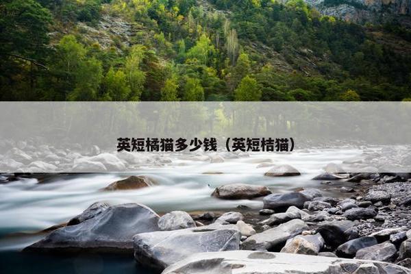 英短橘猫多少钱（英短桔猫）