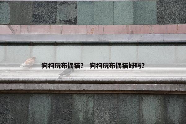 狗狗玩布偶猫？ 狗狗玩布偶猫好吗？