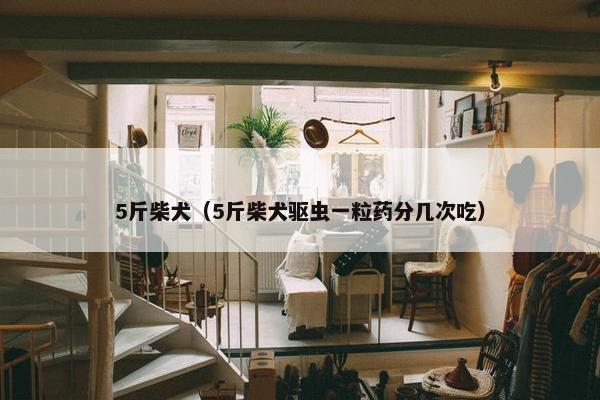 5斤柴犬（5斤柴犬驱虫一粒药分几次吃）