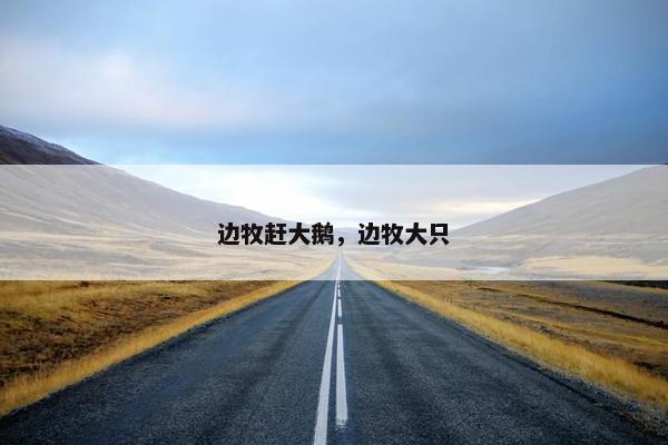 边牧赶大鹅，边牧大只
