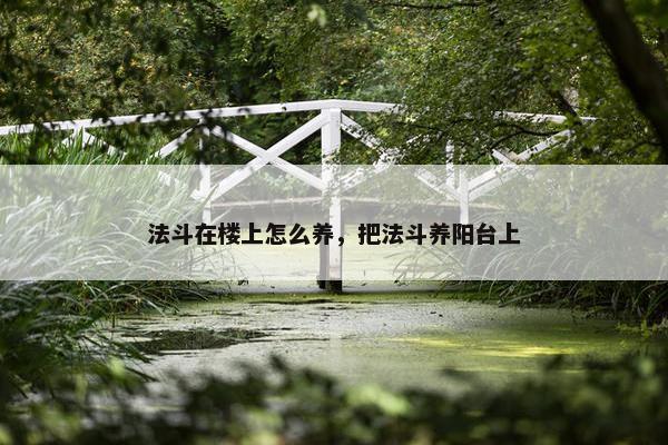 法斗在楼上怎么养，把法斗养阳台上