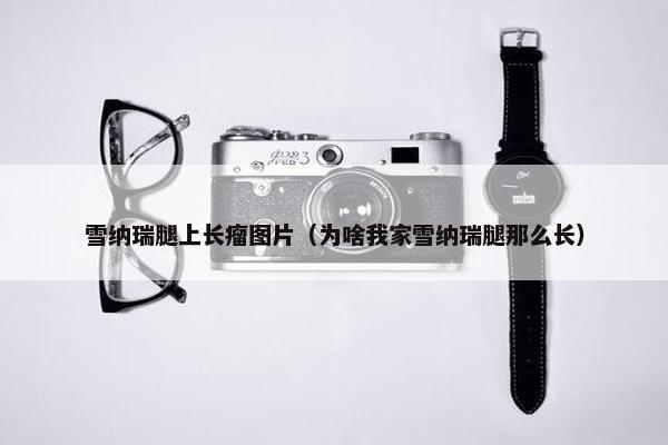 雪纳瑞腿上长瘤图片（为啥我家雪纳瑞腿那么长）