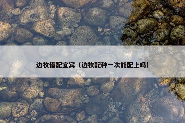 边牧借配宜宾（边牧配种一次能配上吗）