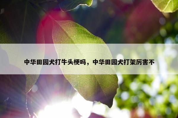 中华田园犬打牛头梗吗，中华田园犬打架厉害不