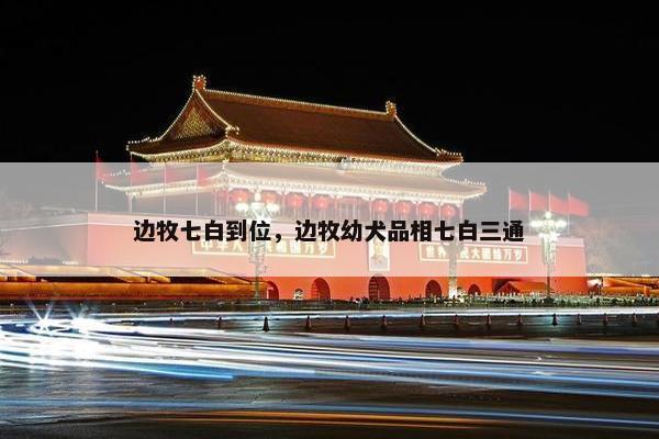 边牧七白到位，边牧幼犬品相七白三通