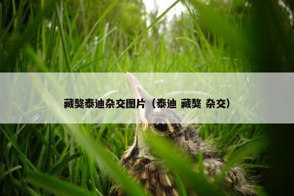 藏獒泰迪杂交图片（泰迪 藏獒 杂交）