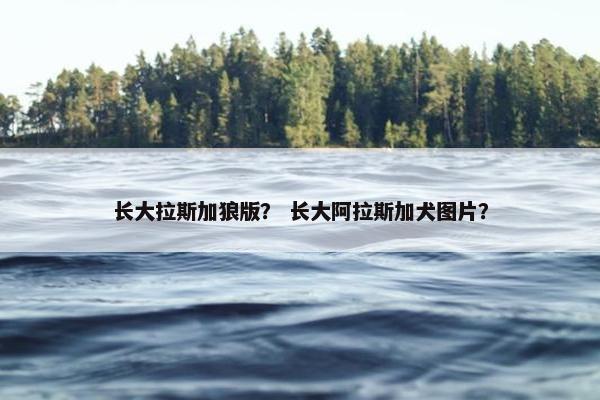 长大拉斯加狼版？ 长大阿拉斯加犬图片？