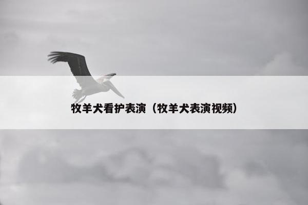 牧羊犬看护表演（牧羊犬表演视频）