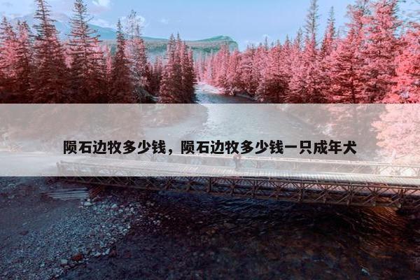 陨石边牧多少钱，陨石边牧多少钱一只成年犬