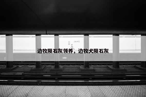 边牧陨石灰领养，边牧犬陨石灰