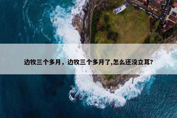 边牧三个多月，边牧三个多月了,怎么还没立耳?