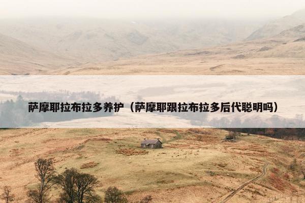 萨摩耶拉布拉多养护（萨摩耶跟拉布拉多后代聪明吗）