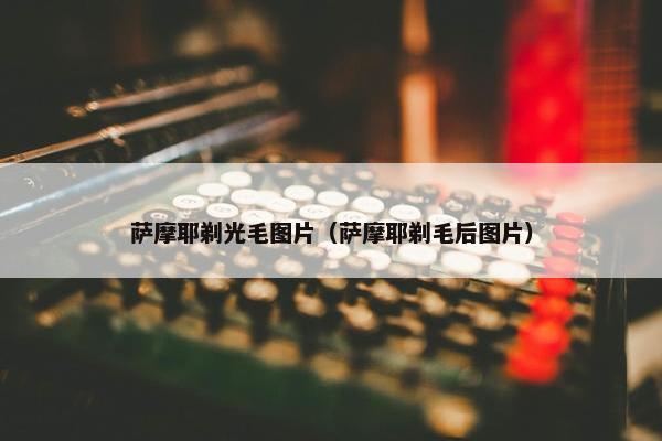 萨摩耶剃光毛图片（萨摩耶剃毛后图片）