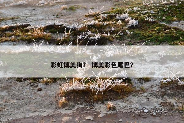 彩虹博美狗？ 博美彩色尾巴？