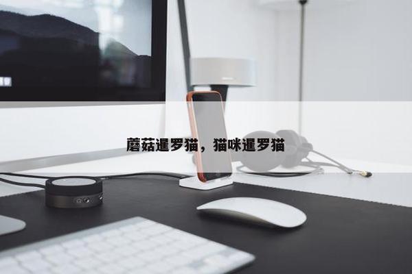 蘑菇暹罗猫，猫咪暹罗猫