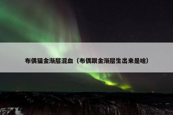 布偶猫金渐层混血（布偶跟金渐层生出来是啥）