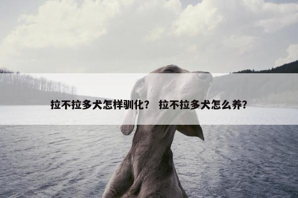 拉不拉多犬怎样驯化？ 拉不拉多犬怎么养？