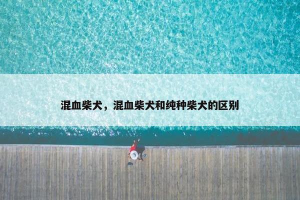 混血柴犬，混血柴犬和纯种柴犬的区别