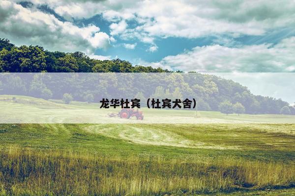 龙华杜宾（杜宾犬舍）
