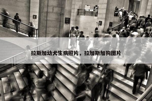 拉斯加幼犬生病照片，拉加斯加狗图片