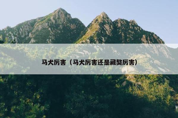 马犬厉害（马犬厉害还是藏獒厉害）