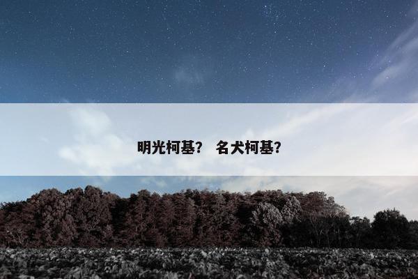 明光柯基？ 名犬柯基？