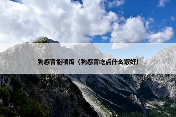 狗感冒能喂饭（狗感冒吃点什么饭好）