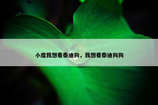 小度我想看泰迪狗，我想看泰迪狗狗