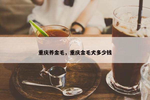 重庆养金毛，重庆金毛犬多少钱