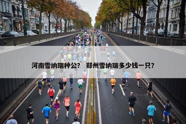河南雪纳瑞种公？ 郑州雪纳瑞多少钱一只？
