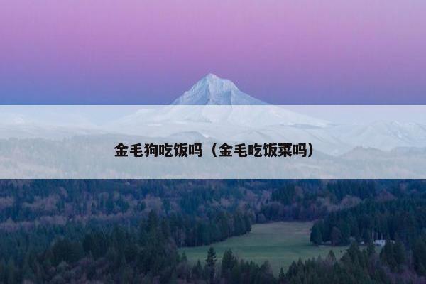 金毛狗吃饭吗（金毛吃饭菜吗）