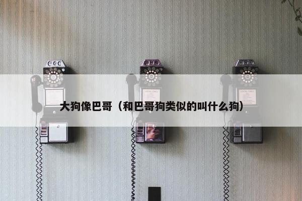 大狗像巴哥（和巴哥狗类似的叫什么狗）