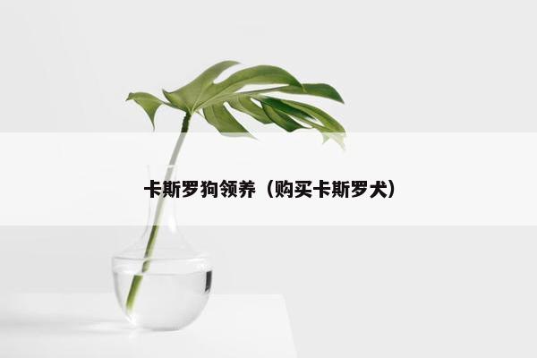 卡斯罗狗领养（购买卡斯罗犬）