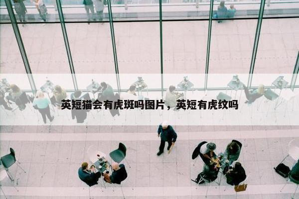英短猫会有虎斑吗图片，英短有虎纹吗