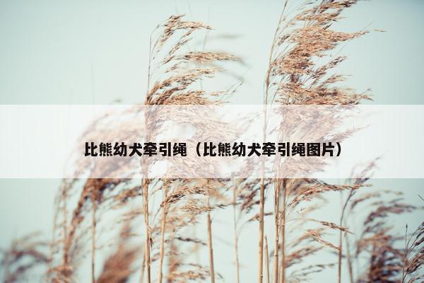 比熊幼犬牵引绳（比熊幼犬牵引绳图片）