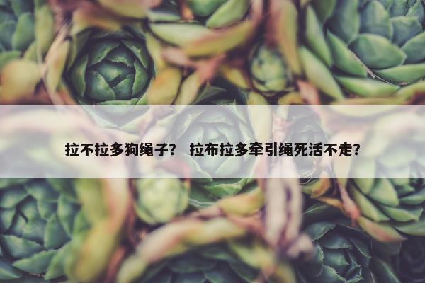 拉不拉多狗绳子？ 拉布拉多牵引绳死活不走？
